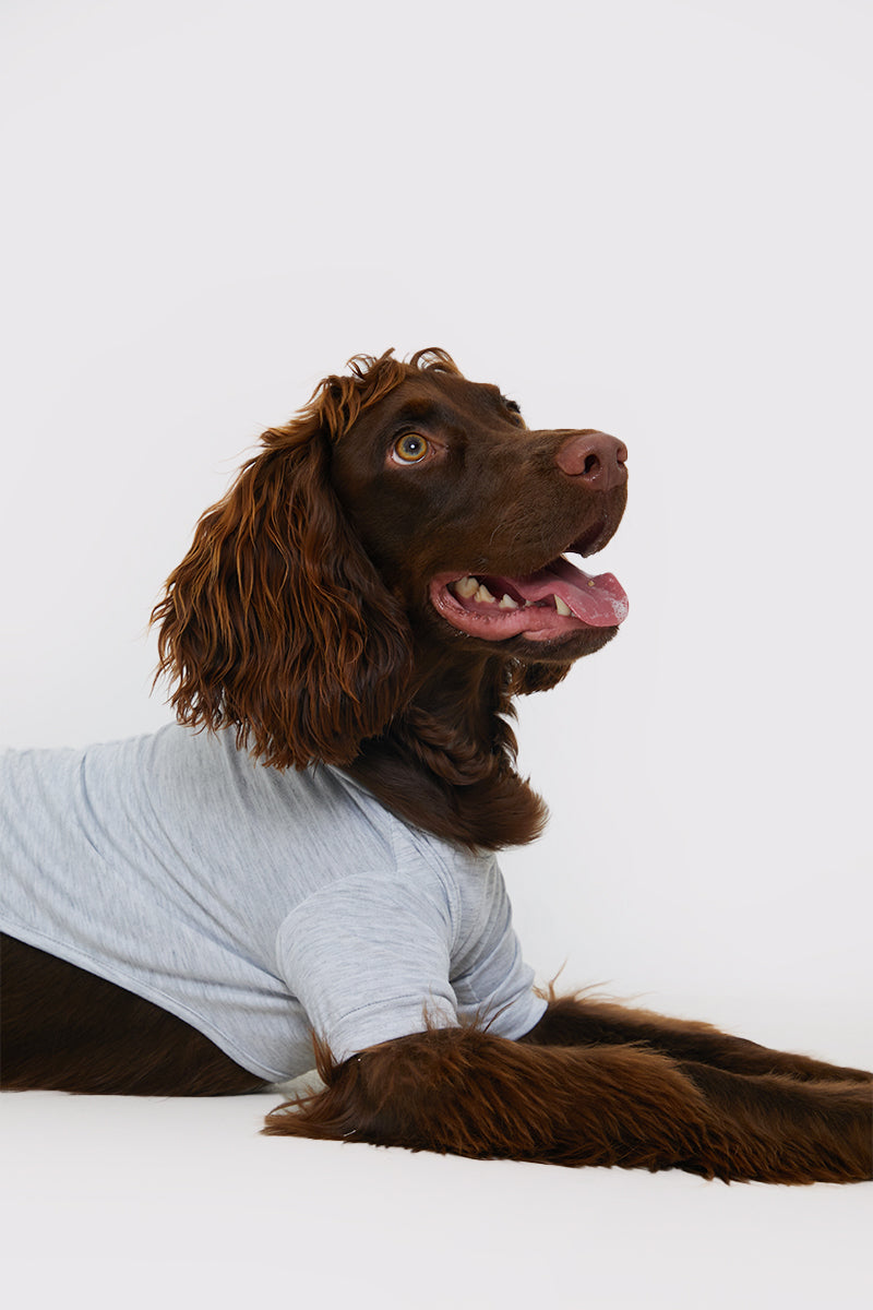 Plain Jersey Dog PJ