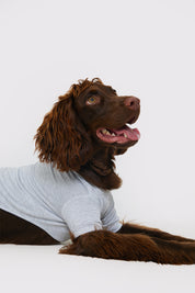 Plain Jersey Dog PJ
