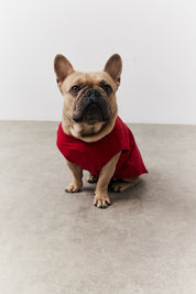 Red We Believe Matching Dog Coat